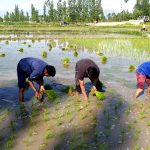 Farmers all local youth planting paddy seedlings amid COVID-19 threat and lockdown in central Kashmir district of Budgam
